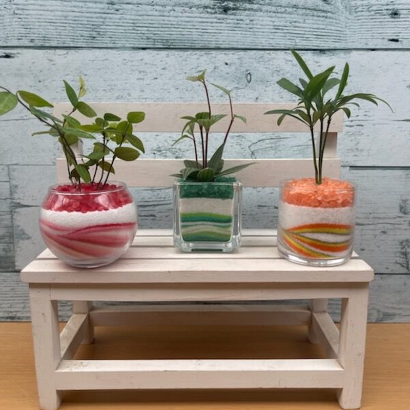 手のひらサイズのかわいい観葉植物！！3色3点セットミニ | 中川園芸
