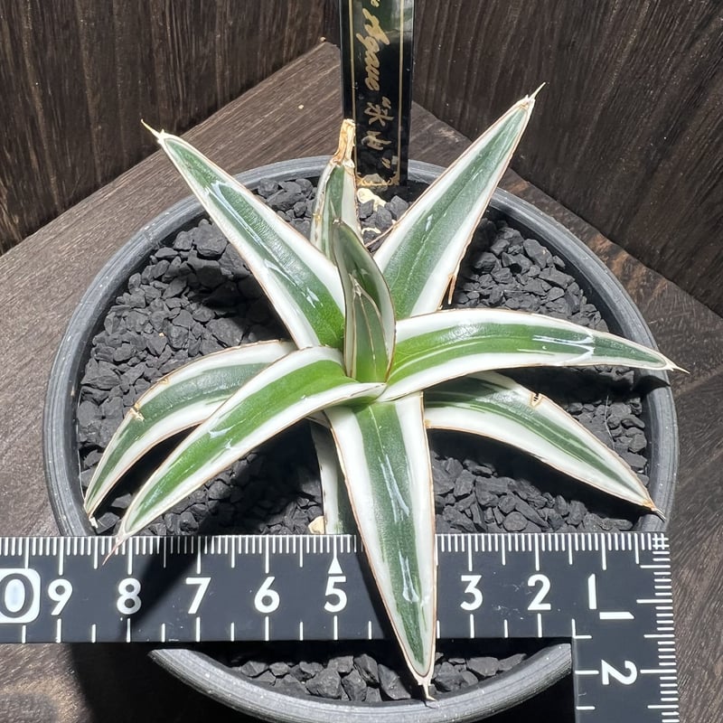 agave 氷山 001 | mirageplants