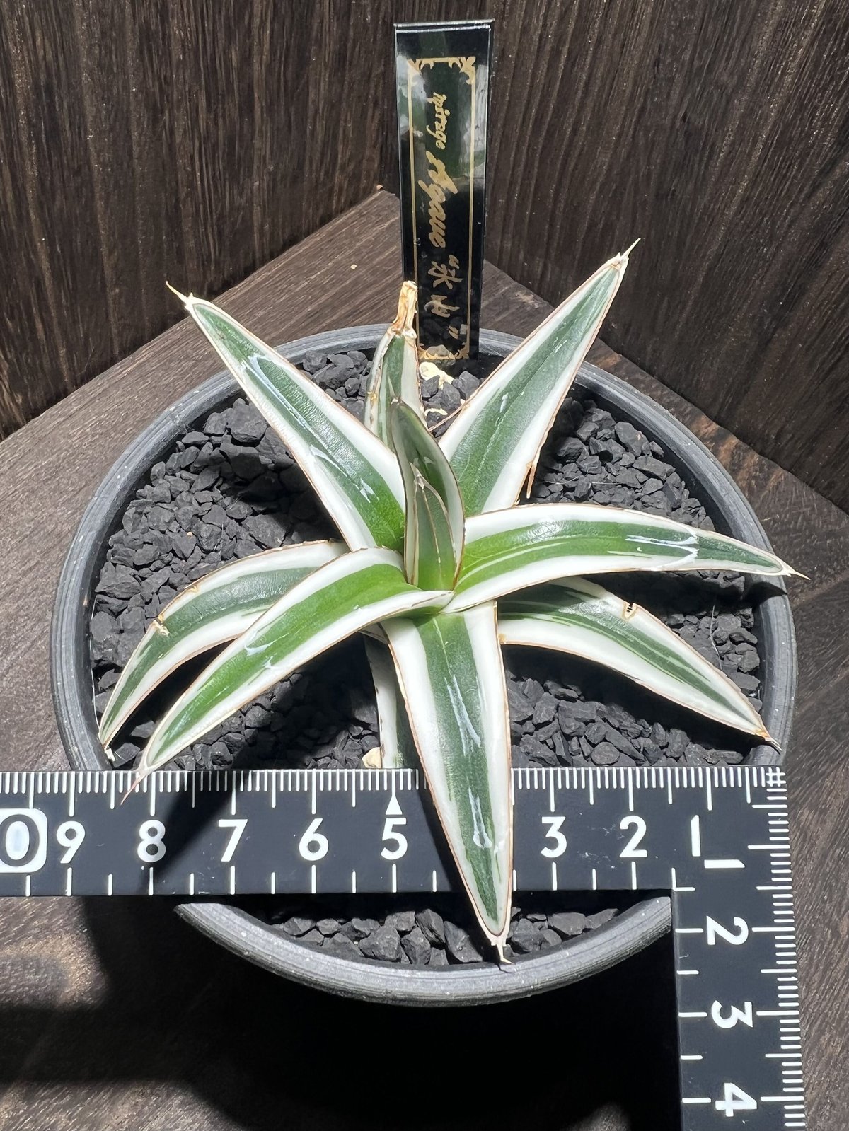 agave 氷山 001 | mirageplants