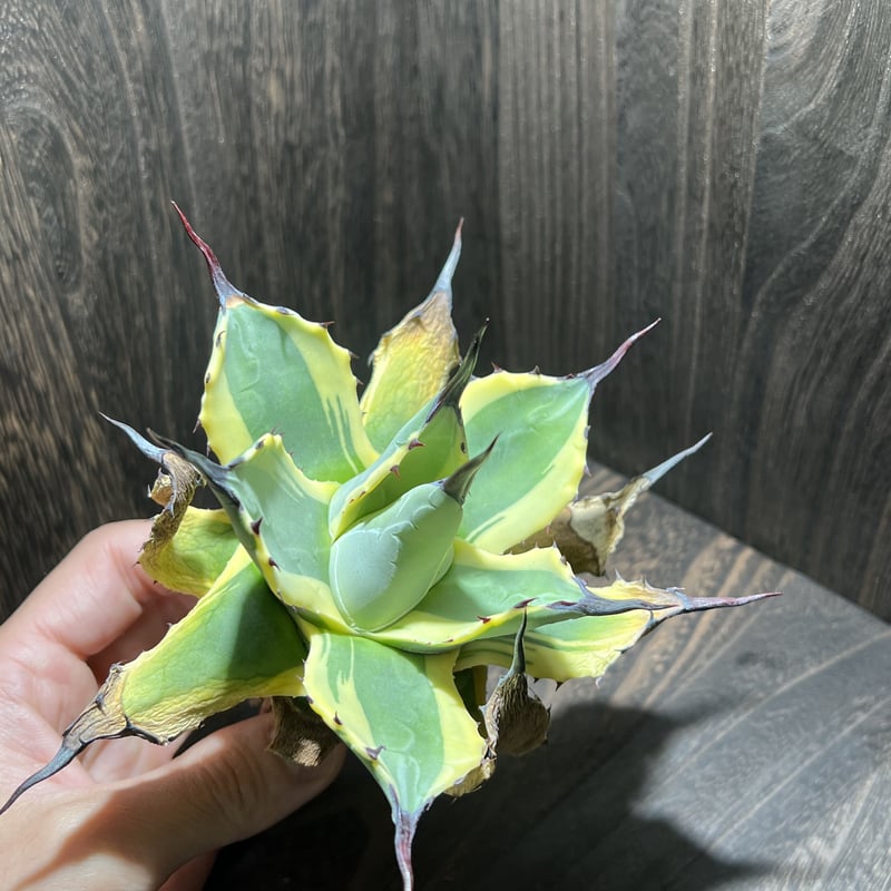 アガベ　クリームスパイク　アプラナータ アガベ・アプラナータ 'クリーム スパイク'｜Agave applanata 'Cream