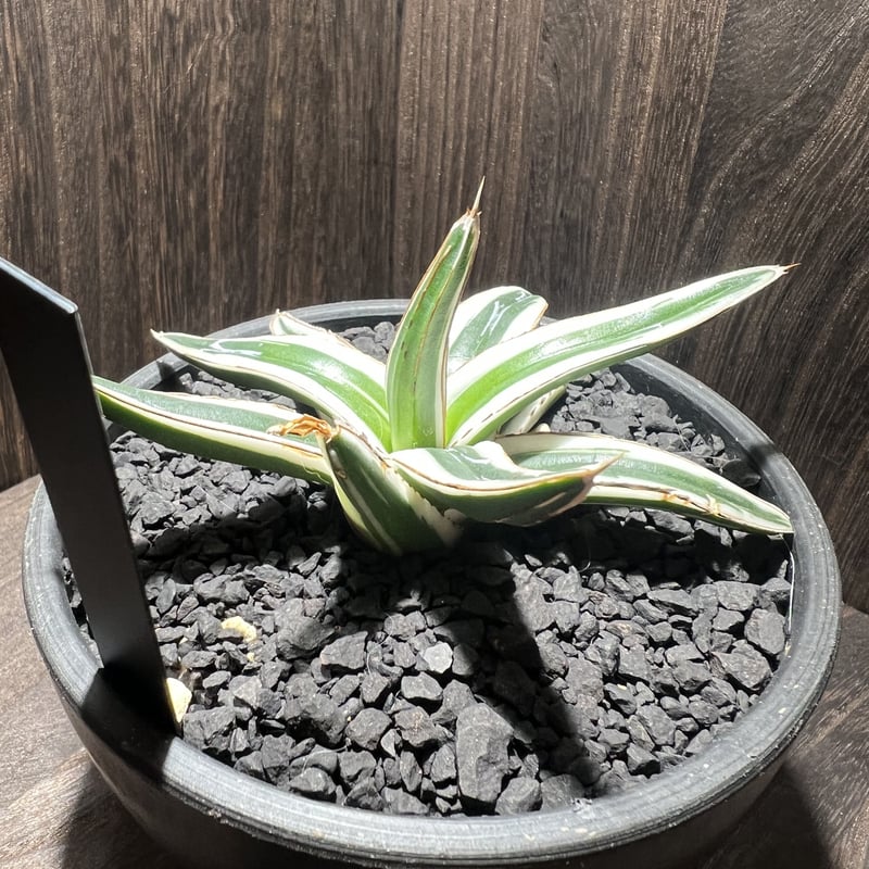 agave 氷山 001 | mirageplants