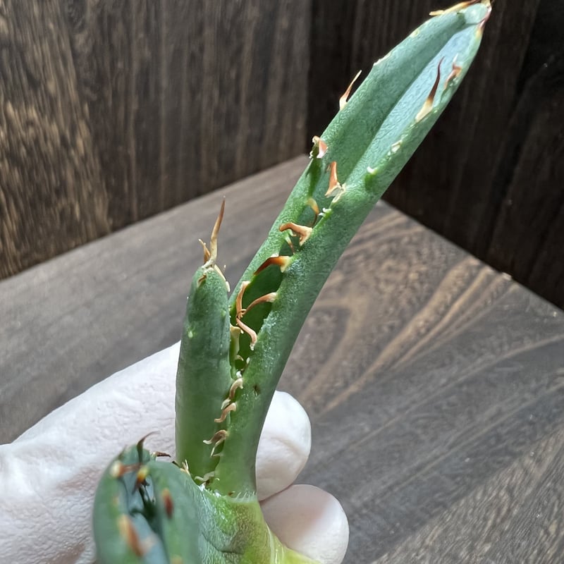 Agave titanota FO-222 裏棘 015 | mirageplants Agave titanota FO-222 裏棘 015 | mirageplants