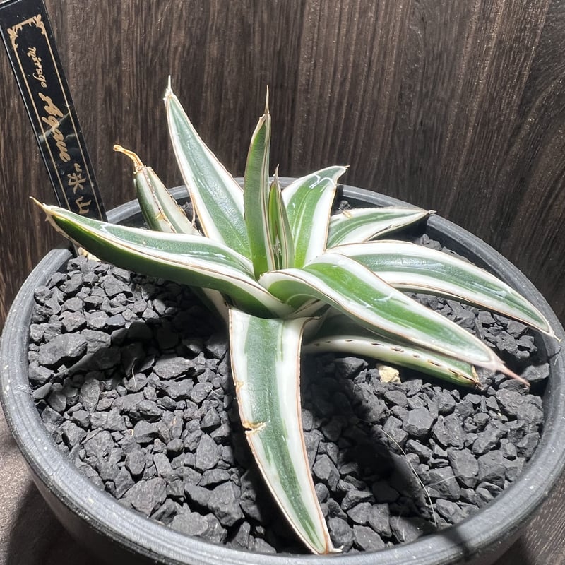 agave 氷山 001 | mirageplants agave 氷山 001 | mirageplants