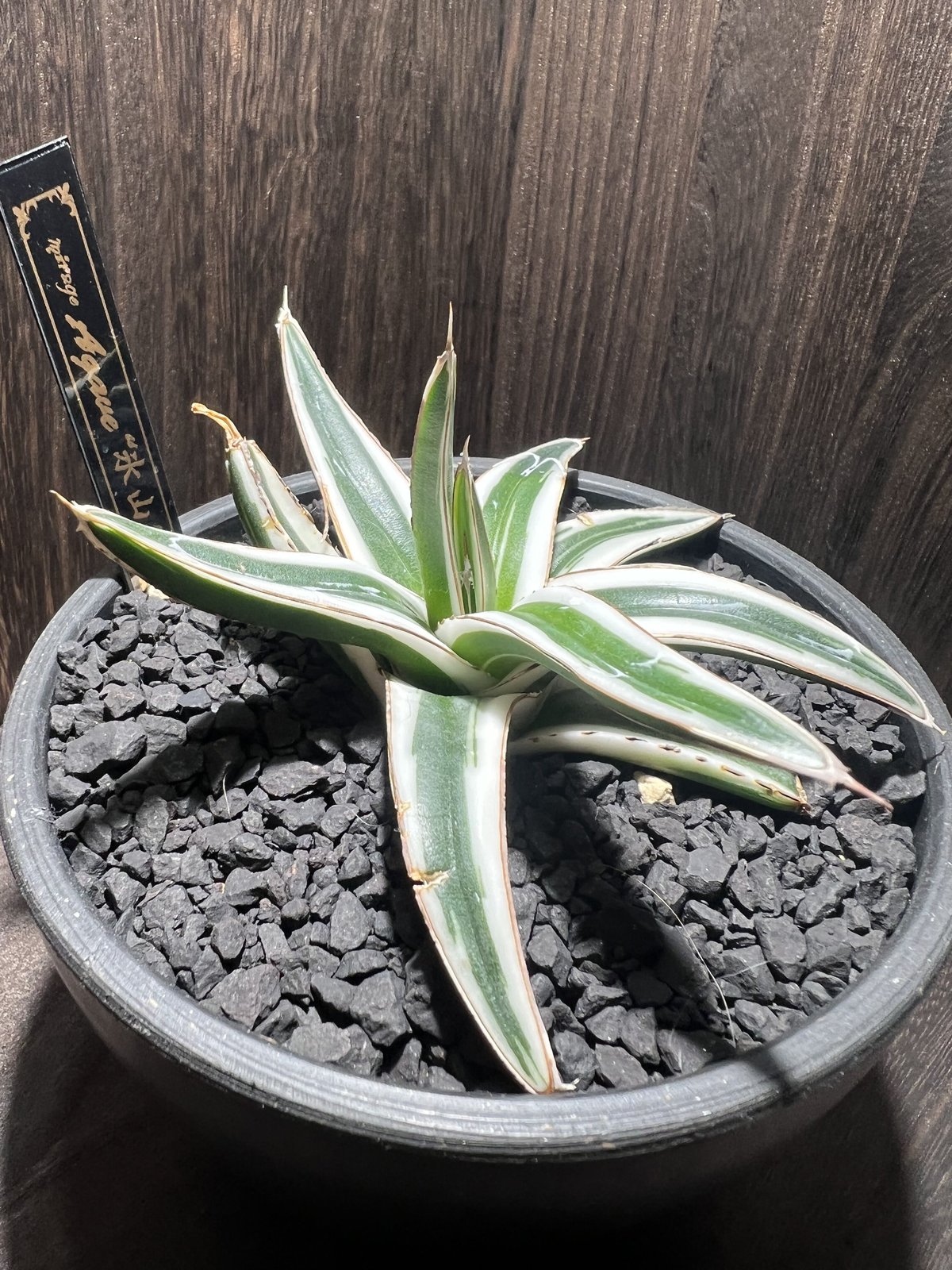agave 氷山 001 | mirageplants agave 氷山 001 | mirageplants