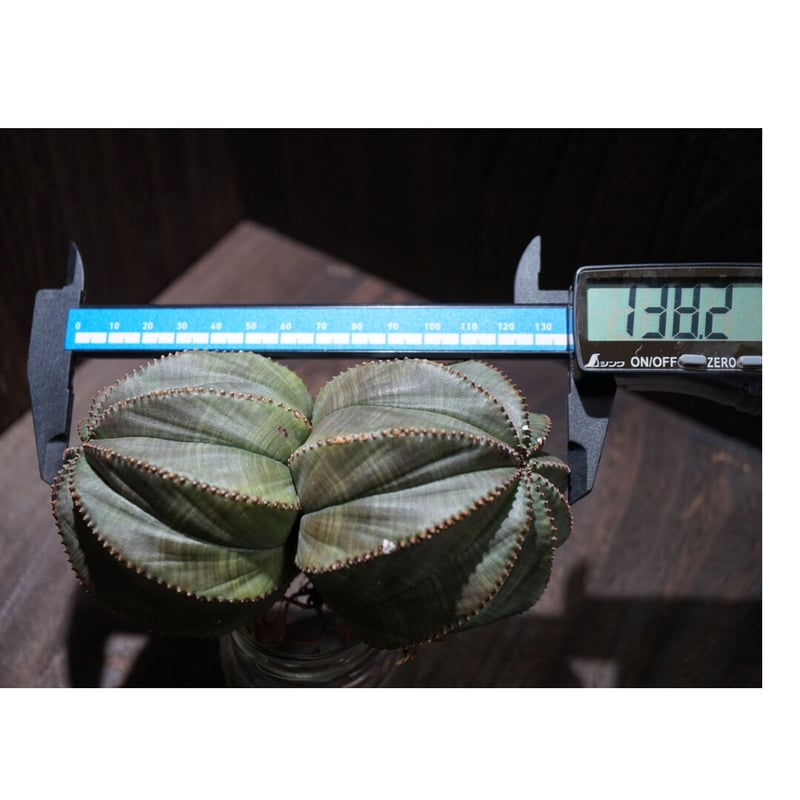 ユーフォルビア オベサダブルヘッド 002 | mirageplants
