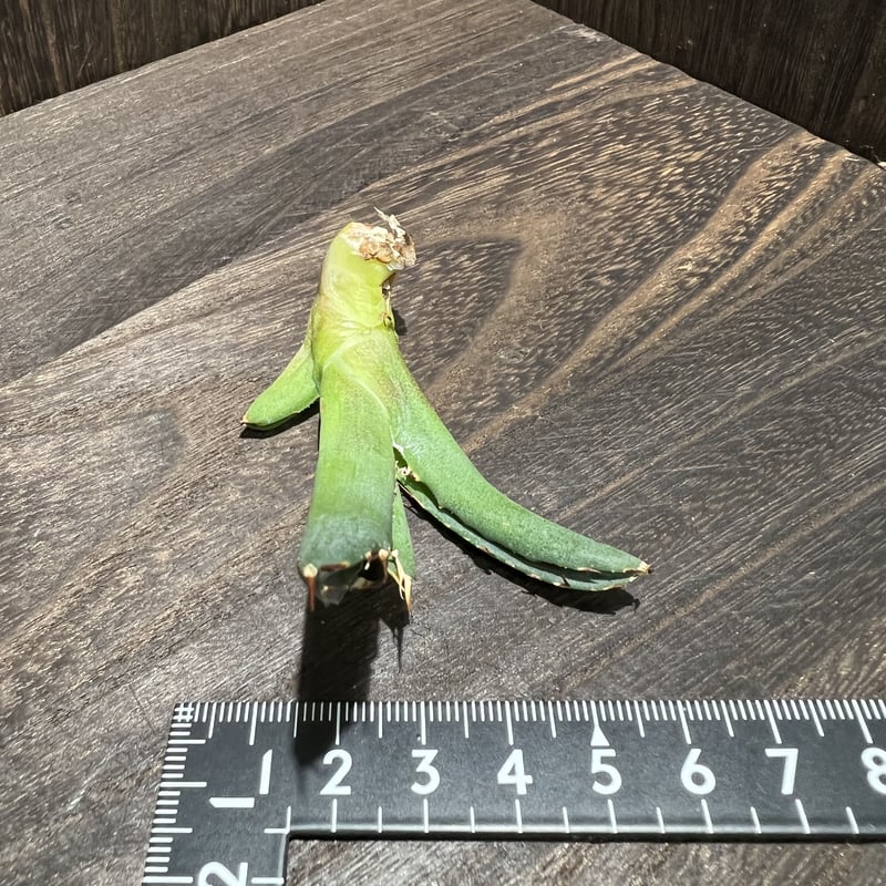 Agave titanota FO-222 裏棘 015 | mirageplants