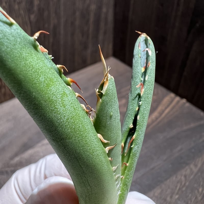 Agave titanota FO-222 裏棘 015 | mirageplants