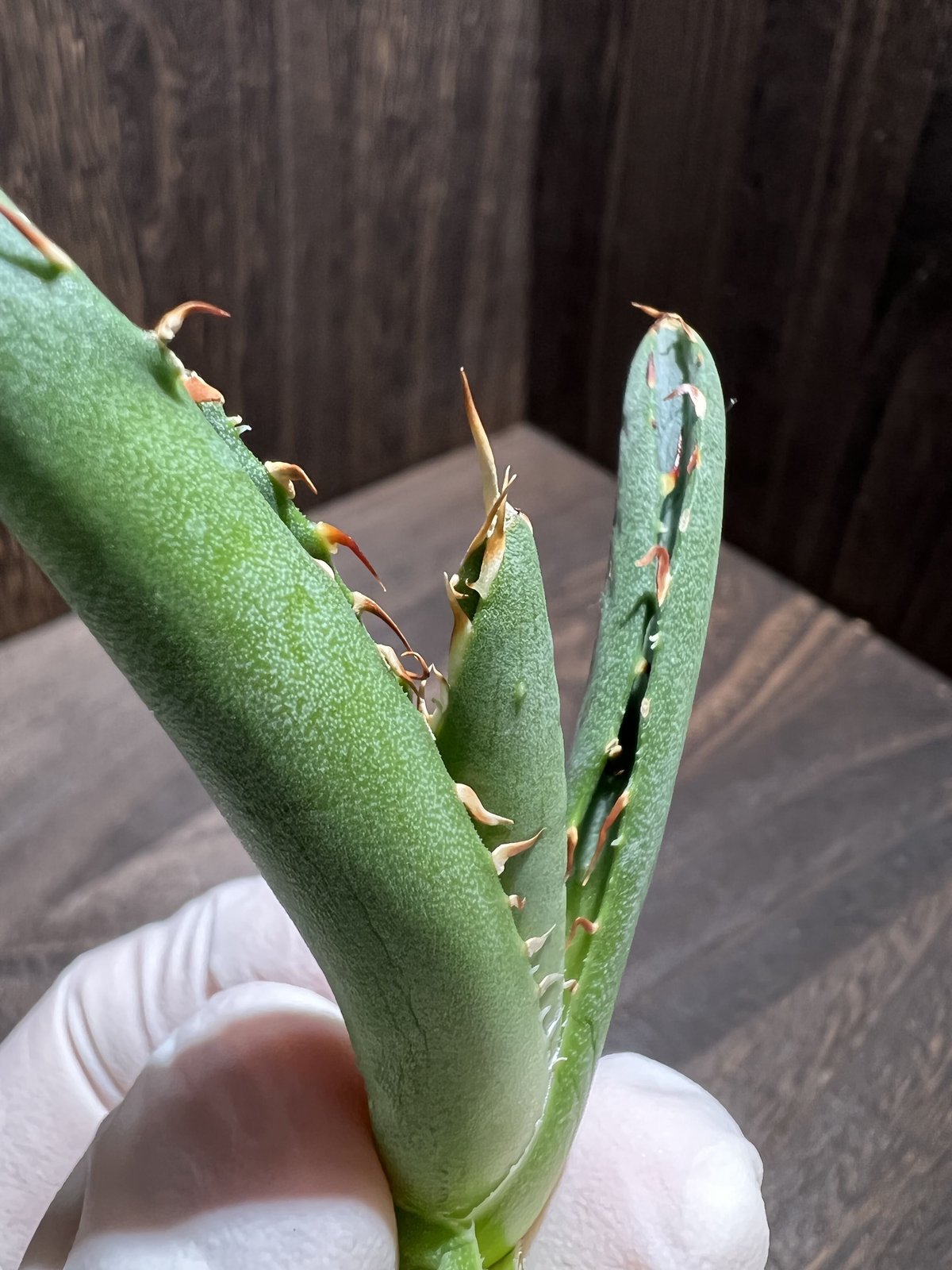 Agave titanota FO-222 裏棘 015 | mirageplants