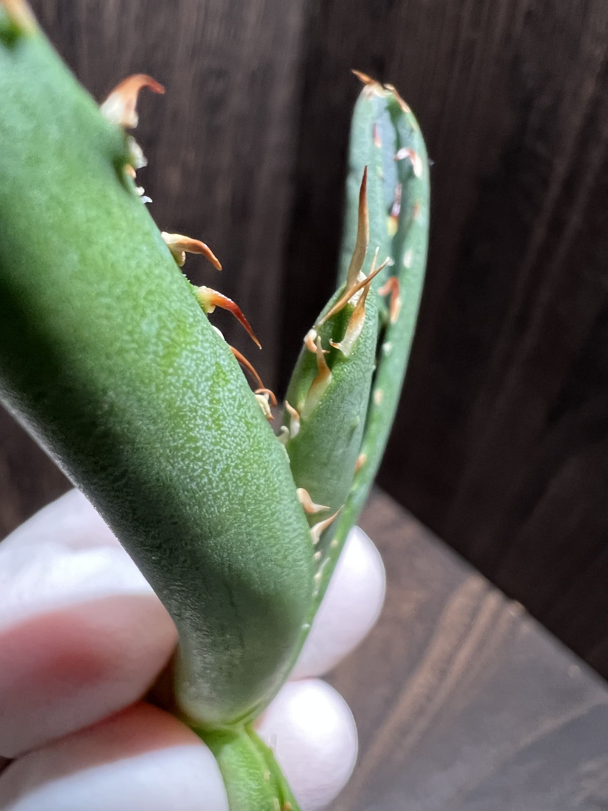 Agave titanota FO-222 裏棘 015 | mirageplants
