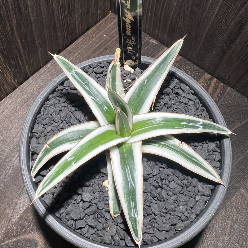 アガベ　氷山　① agave 氷山 001 | mirageplants