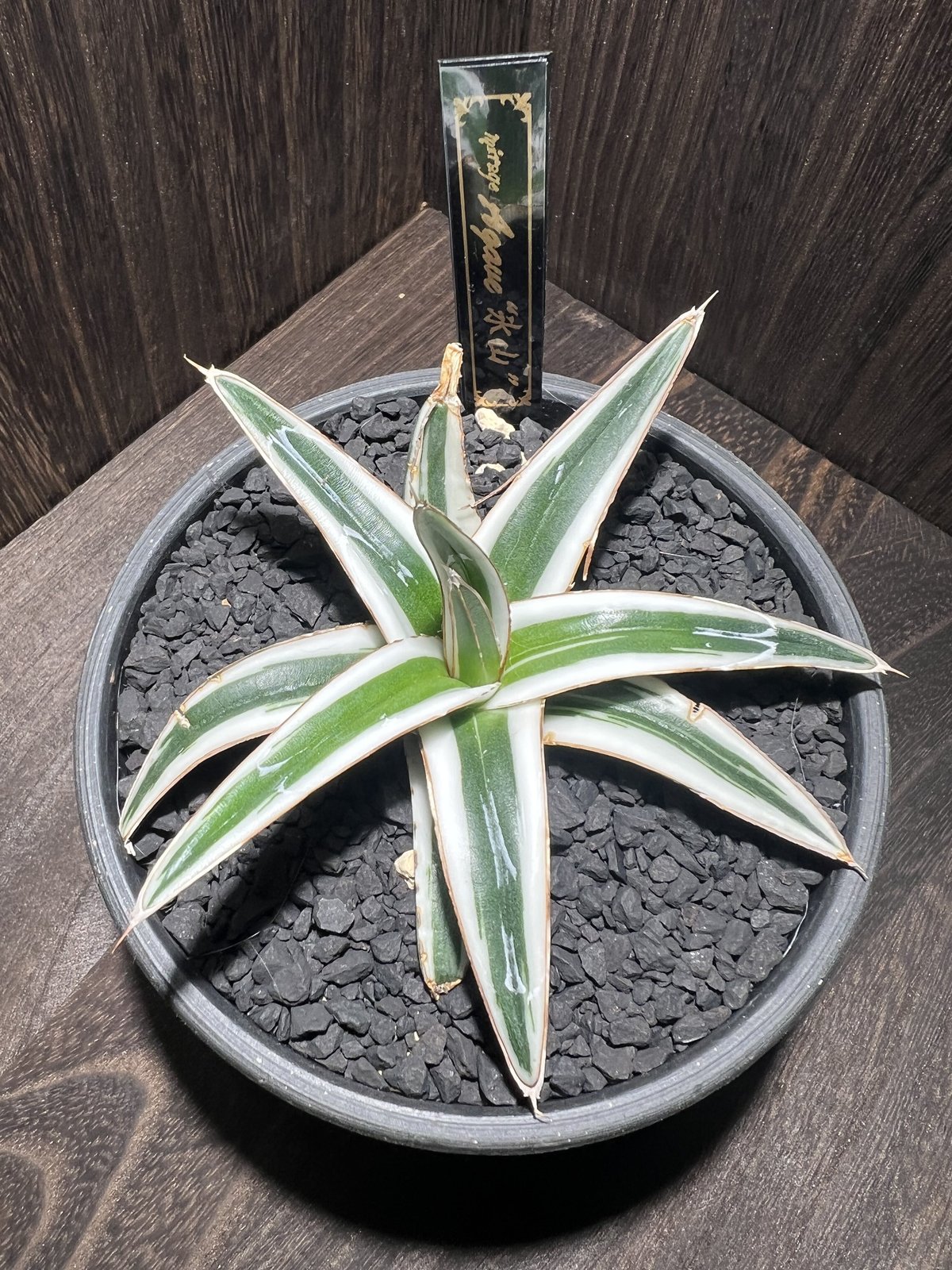 agave 氷山 001 | mirageplants agave 氷山 001 | mirageplants