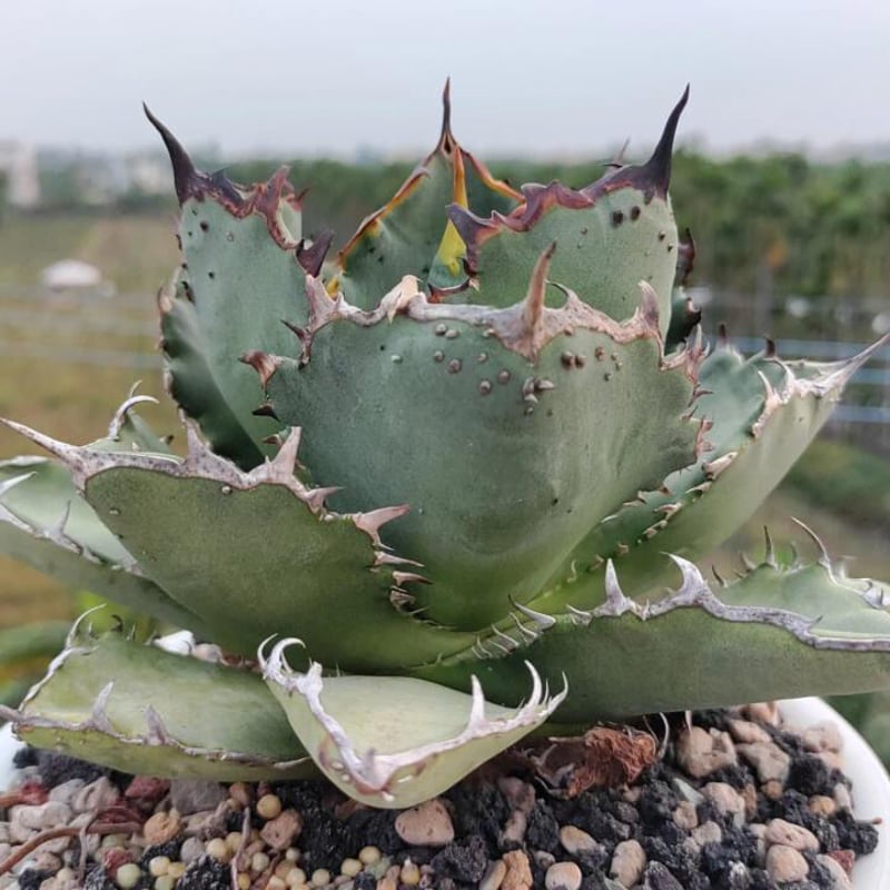 Agave titanota FO-222 裏棘 015 | mirageplants