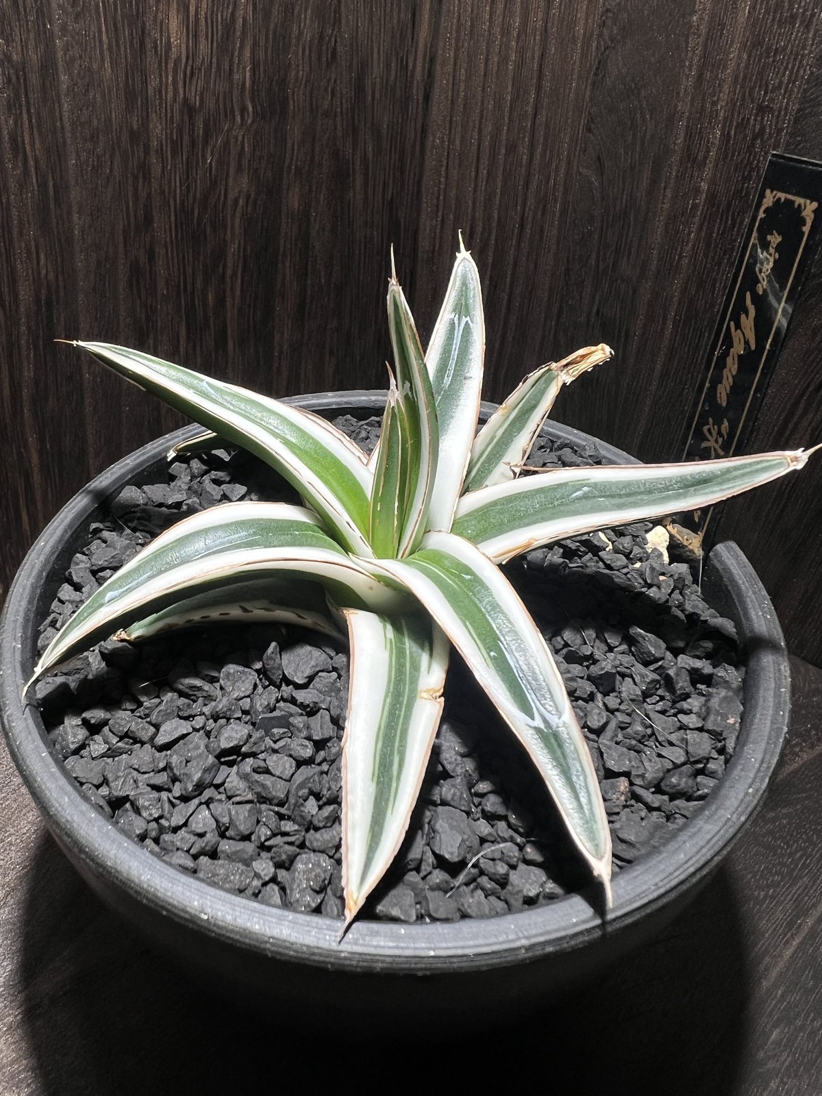 agave 氷山 001 | mirageplants