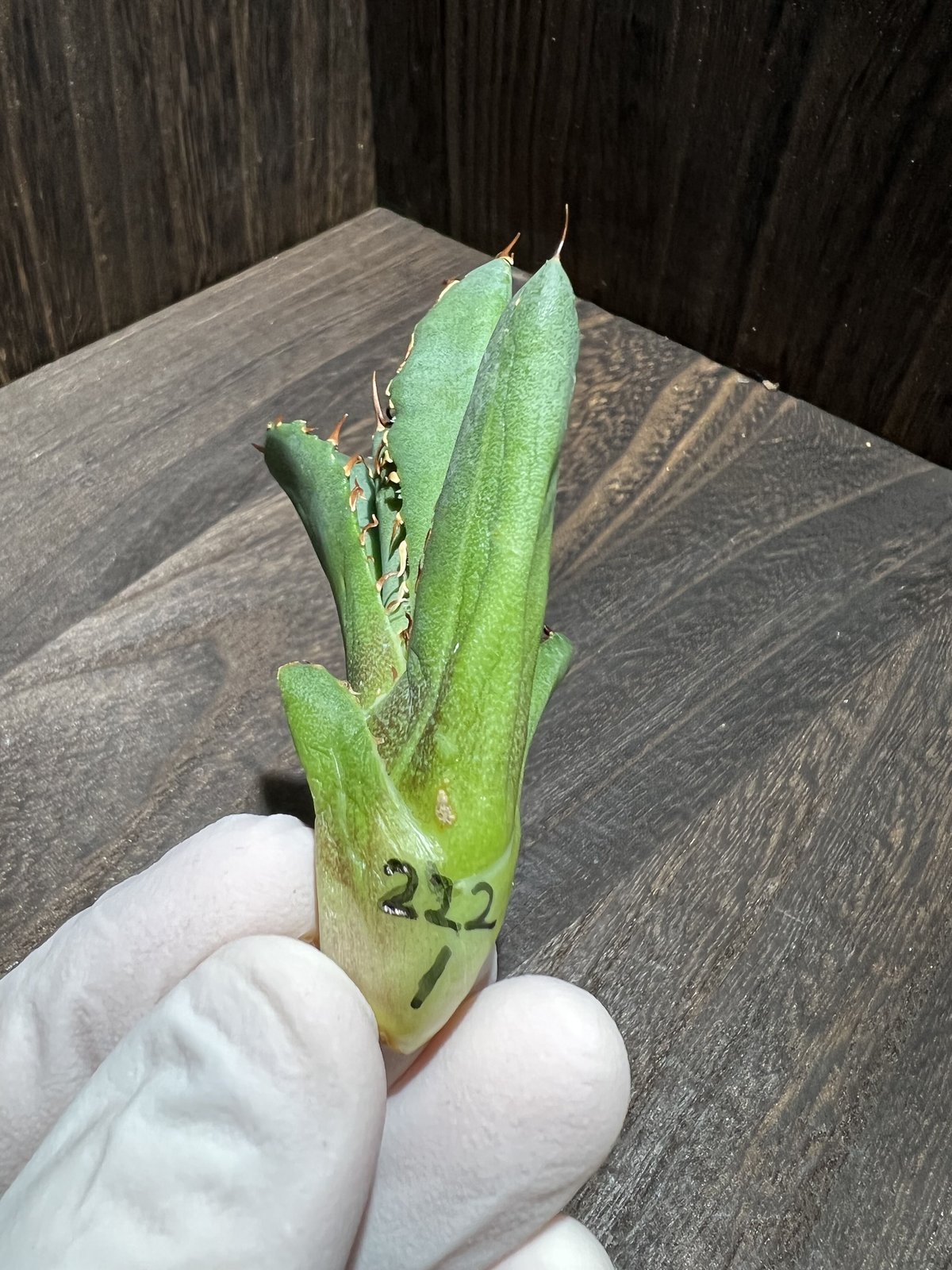 Agave titanota FO-222 裏棘 011 | mirageplants Agave titanota FO-222 裏棘 011 | mirageplants
