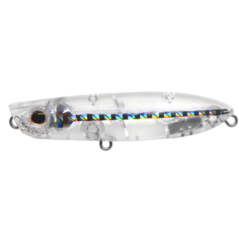 ブラジル産 珍品ゾウムシ 47mm ブラジル産 珍品ゾウムシ 47mm ブラジル