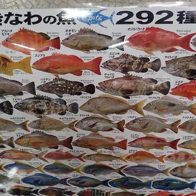 おきなわの魚ポスター(60×84) | ルアーショップ YOSEMIYA