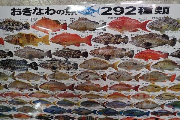 おきなわの魚ポスター(60×84) | ルアーショップ YOSEMIYA