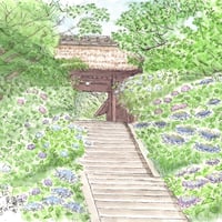 New//水彩画 北鎌倉浄智寺の枝垂れ桜 | C.Nagata Gallery