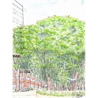 New//水彩画 北鎌倉浄智寺の枝垂れ桜 | C.Nagata Gallery