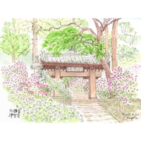 New//水彩画 北鎌倉浄智寺の枝垂れ桜 | C.Nagata Gallery