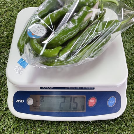 万願寺とうがらし　１kg