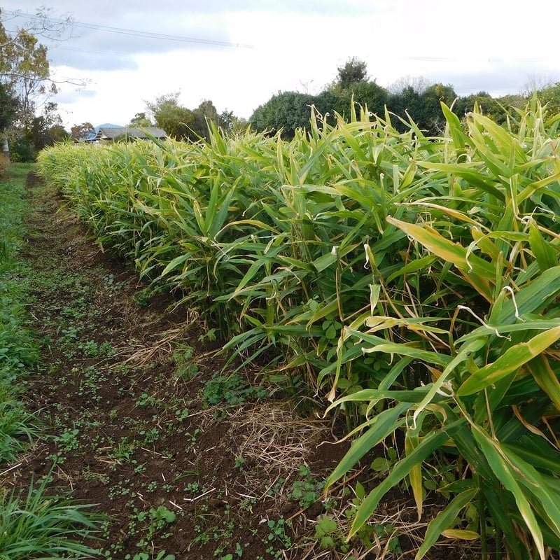 大分県産【自然栽培・生姜】種生姜にできます5キロ 爽やかな辛み！大分県産生姜（栽培期間中農薬・化学肥料不使用