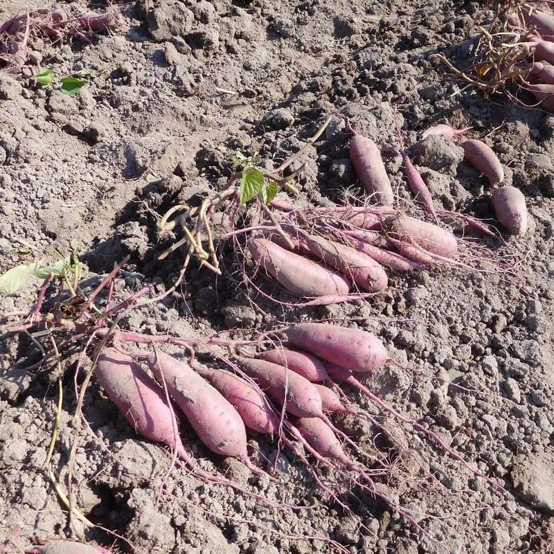 【紅はるか】土付10kg M-Lサイズ兵庫県産 農薬不使用 紅はるか】土付10kg L-LLサイズ兵庫県産 農薬不使用 楽天市場】