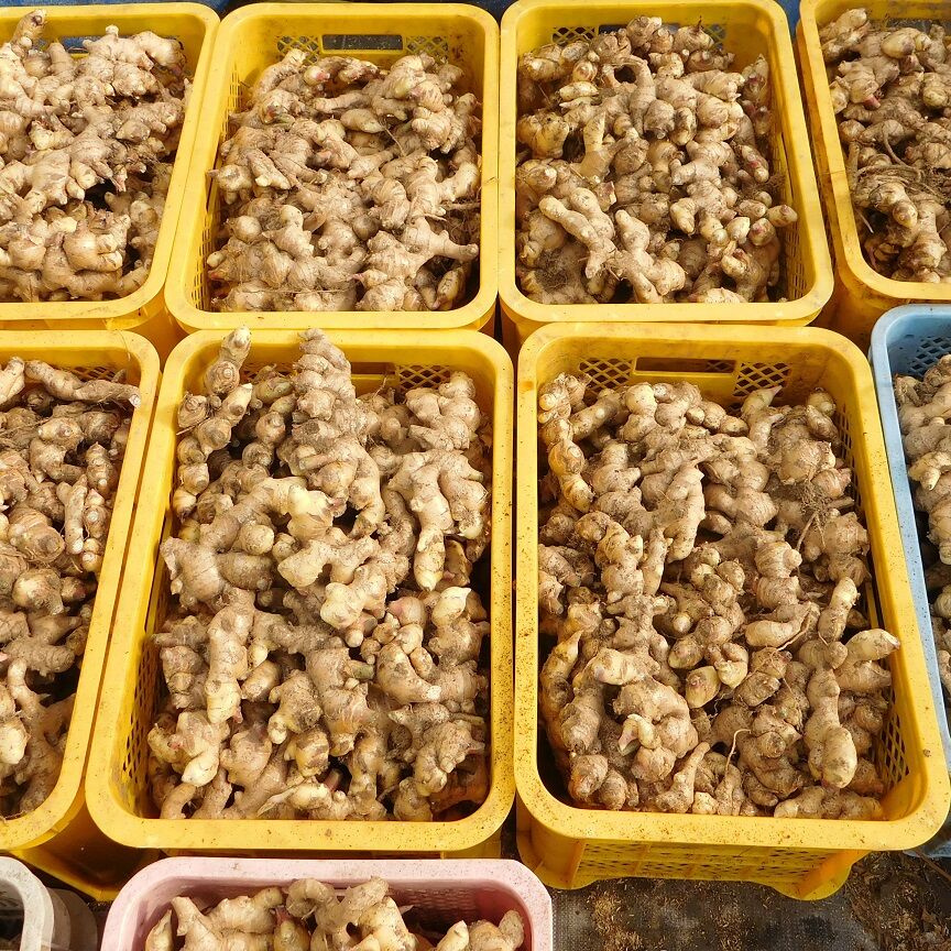 爽やかな辛み！大分県産生姜（栽培期間中農薬・化学肥料不使用