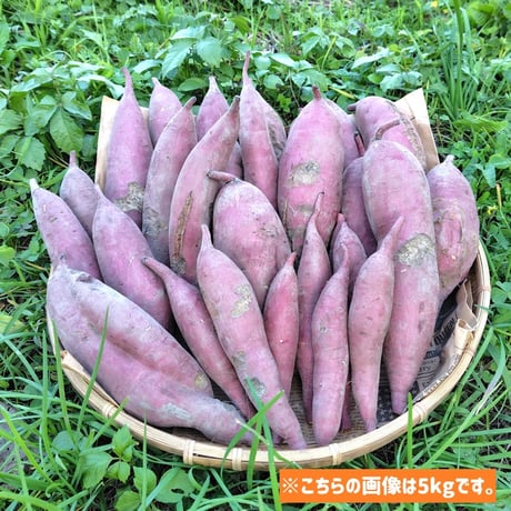 【訳ありＣ品】熟成不要のさつま芋「あまはづき」（虫害・割れ・キズあり、極小～中サイズ、栽培期間中農薬・肥料不使用）