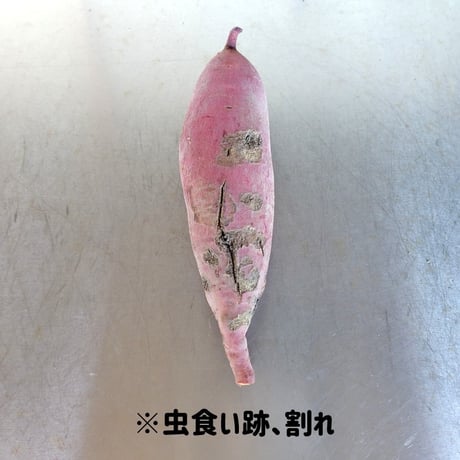 【訳ありＣ品】熟成不要のさつま芋「あまはづき」（虫害・割れ・キズあり、極小～中サイズ、栽培期間中農薬・肥料不使用）