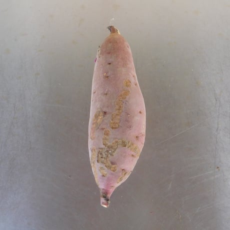 【規格外品】さつま芋「紅はるか10kg」（自然栽培・サイズ無選別品小～大サイズ混）