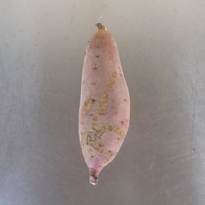 規格外品】さつま芋「紅はるか10kg」（自然栽培・サイズ無選別品小～大