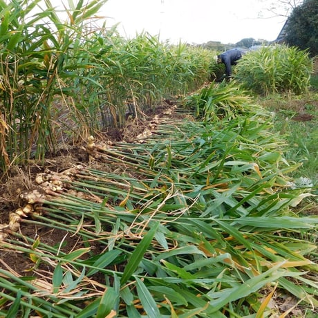 爽やかな辛み！大分県産生姜（栽培期間中農薬・化学肥料不使用）