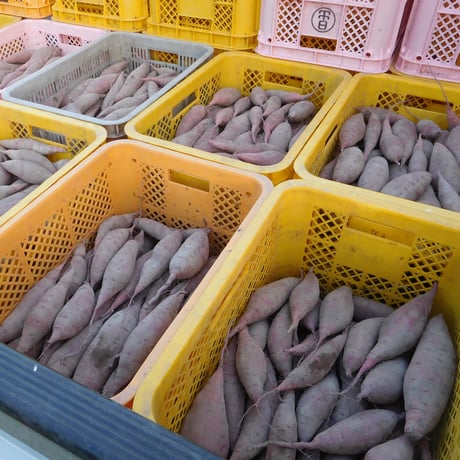 自然栽培さつま芋「べにはるか5kg」（規格外品含む・小～中サイズ・焼き芋に適した蜜芋タイプ、栽培期間中農薬・肥料不使用）