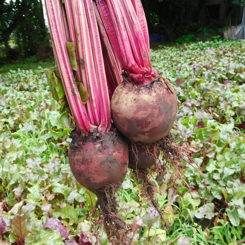 送料無料】食べる輸血！貴重な国産無添加ビーツパウダー50g×1袋（栽培