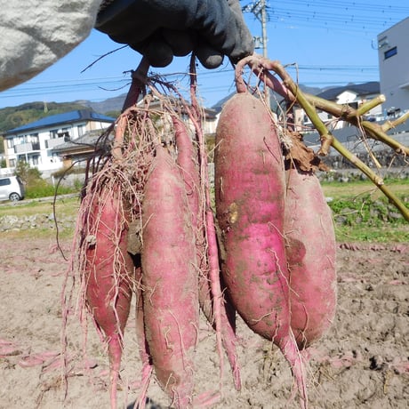 しっとりスイーツ系「自然栽培干し芋」（大分県産、栽培期間中農薬・肥料不使用）