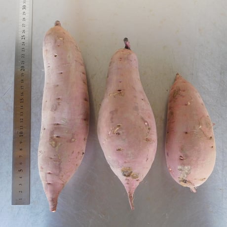 【規格外品】さつま芋「紅はるか10kg」（自然栽培・サイズ無選別品小～大サイズ混）