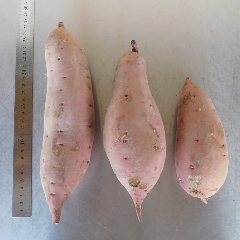 規格外品】さつま芋「紅はるか10kg」（自然栽培・サイズ無選別品