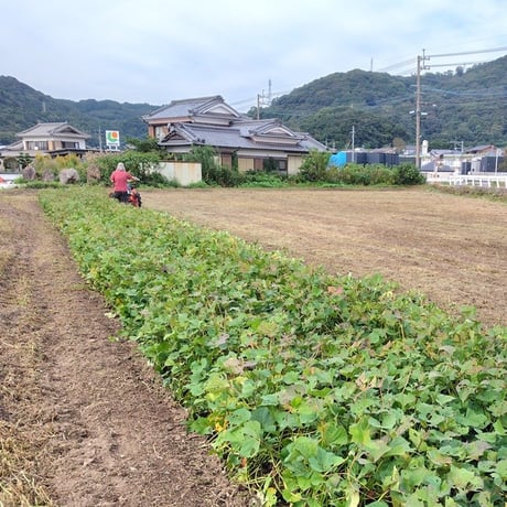 【訳ありＣ品】熟成不要のさつま芋「あまはづき」（虫害・割れ・キズあり、極小～中サイズ、栽培期間中農薬・肥料不使用）