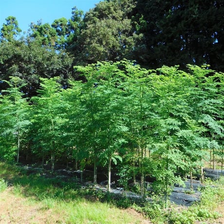 【送料込】奇跡の木！モリンガパウダー（栽培期間中農薬・化学肥料不使用）