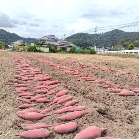 【訳ありＣ品】熟成不要のさつま芋「あまはづき」（虫害・割れ・キズあり、極小～中サイズ、栽培期間中農薬・肥料不使用）