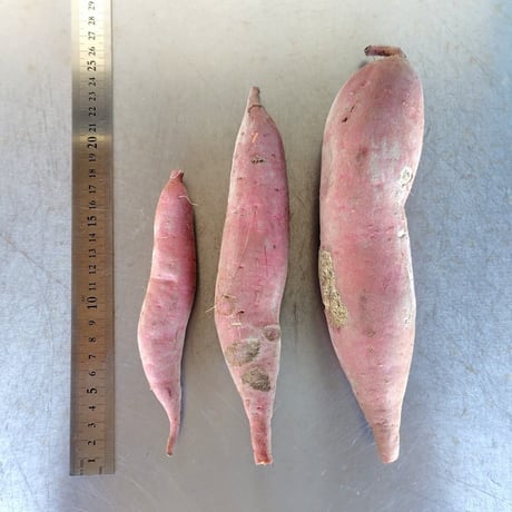 【訳ありＣ品】熟成不要のさつま芋「あまはづき」（虫害・割れ・キズあり、極小～中サイズ、栽培期間中農薬・肥料不使用）