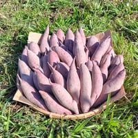 自然栽培さつま芋「べにはるか5kg」（規格外品含む・小～中サイズ・焼き芋に適した蜜芋タイプ、栽培期間中農薬・肥料不使用）