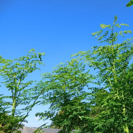 【送料込】奇跡の木！モリンガパウダー（栽培期間中農薬・化学肥料不使用）