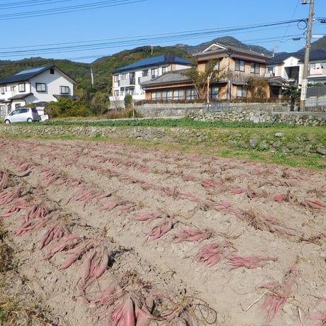 【規格外品】さつま芋「紅はるか10kg」（自然栽培・サイズ無選別品小～大サイズ混）