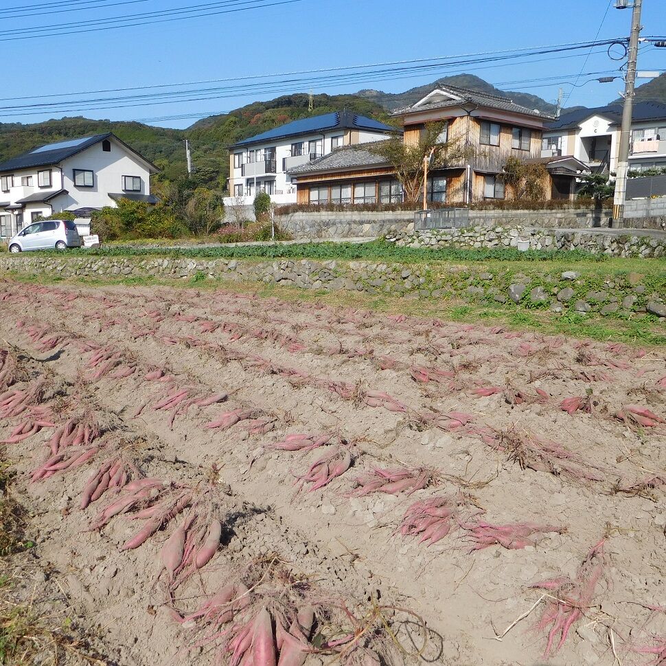 自然栽培さつま芋「べにはるか」(小~中サイズ・焼き芋に適した 自然栽培さつま芋「べにはるか」(小~中サイズ・焼き芋に適した