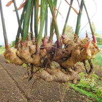 爽やかな辛み！大分県産生姜（栽培期間中農薬・化学肥料不使用）