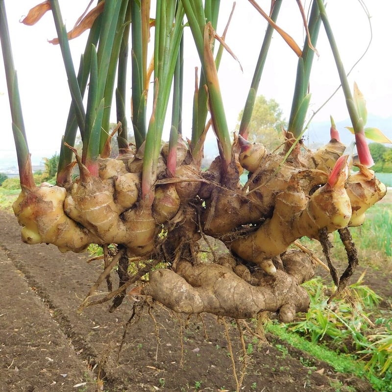 爽やかな辛み！大分県産生姜（栽培期間中農薬・化学肥料不使用 