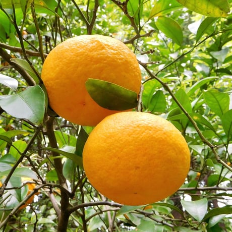 【自然栽培】樹上完熟の甘夏みかん3kg（大分県産、栽培期間中農薬・肥料不使用）