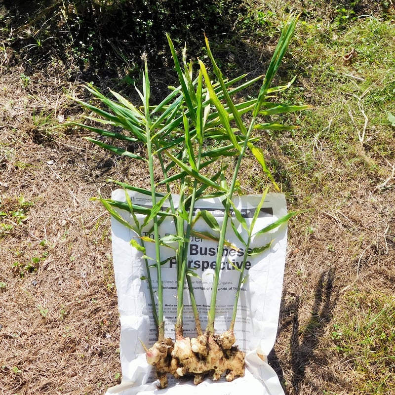 爽やかな辛み！大分県産生姜（栽培期間中農薬・化学肥料不使用